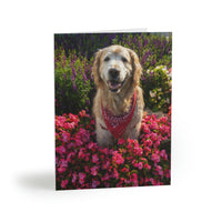 "Springtime Golden Retriever" Greeting cards (8, 16, and 24 pcs)